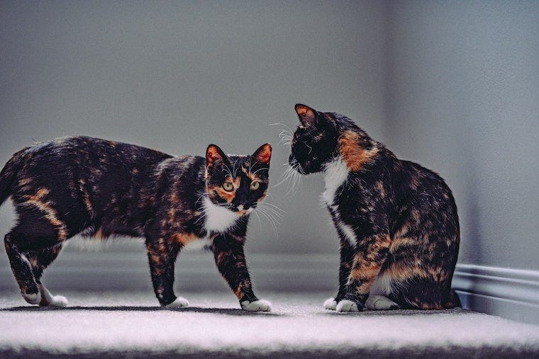 Two tortoiseshell cats on carpet