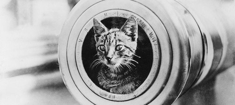 Cats on Ships: A Brief History