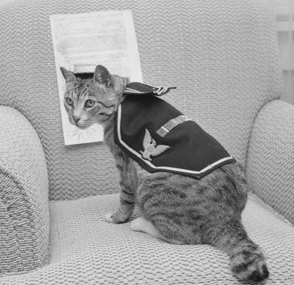 Tabby Pooli ship's cat in uniform