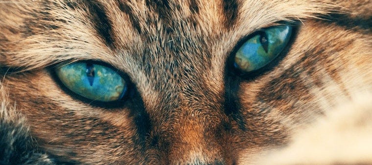 bengal cat with teal eyes