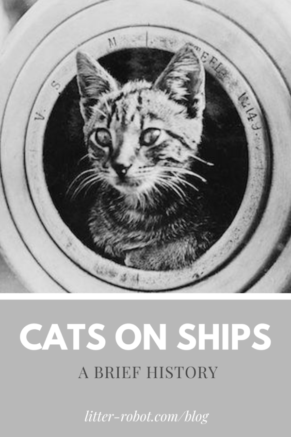 black and white photo of a tabby kitten peering from a muzzle - cats on ships