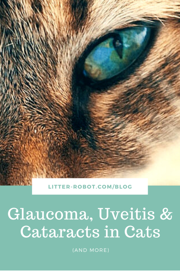 Turquoise cat eye - glaucoma in cats, uveitis in cats, cataracts in cats