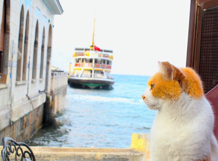 Orange and white cat sitting near water with ferry boat in the background