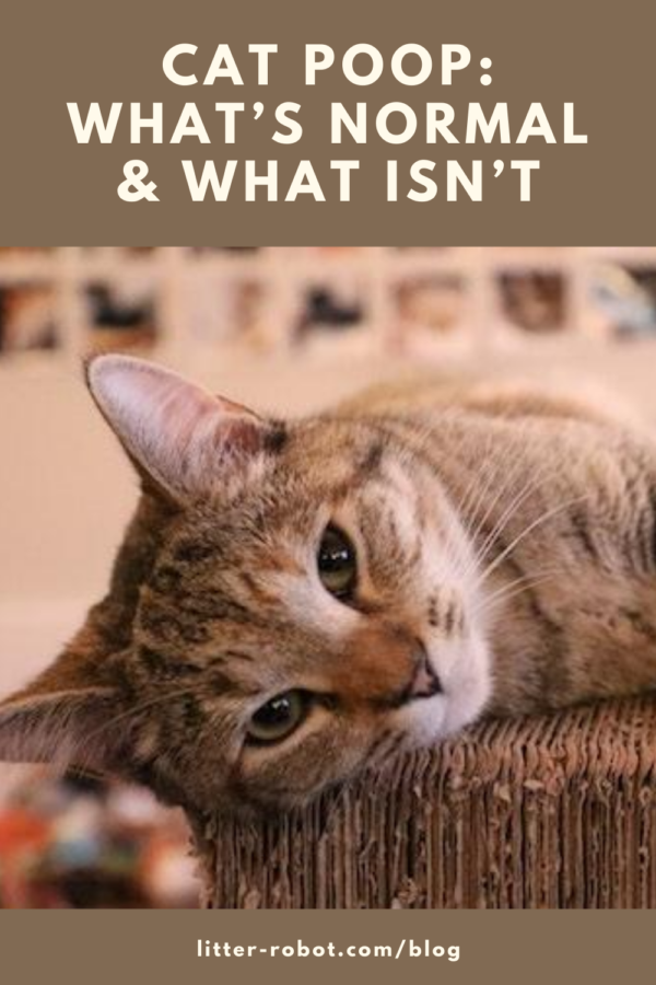 tan tabby cat lying on wicker - cat poop: what's normal