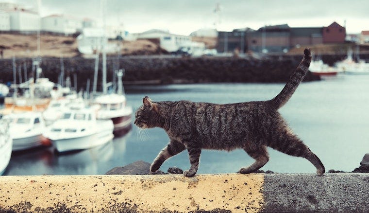 Brown tabby cat walking near boatyard dock