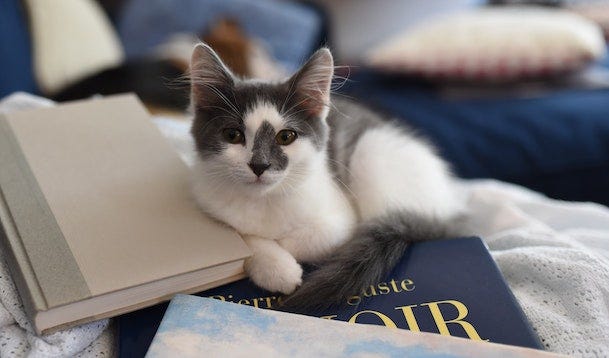 grey tuxedo cat laying on books