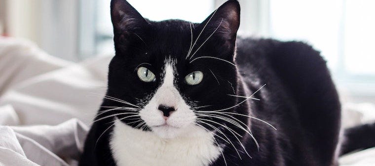 Tuxedo Cats: Facts, Details, And Breed Guide | Litter-Robot