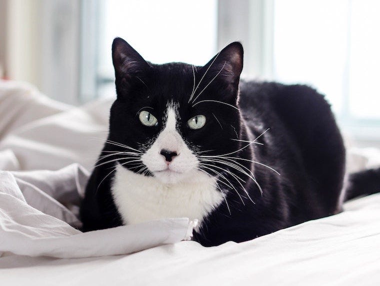 tuxedo cat on a bed
