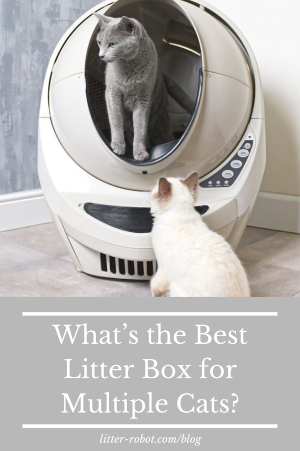 Russian Blue cat inside beige Litter-Robot 3 and white cat on the floor looking up - best litter box for multiple cats