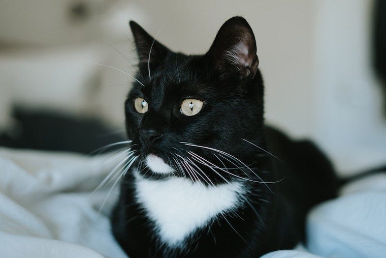 tuxedo cat on a bed