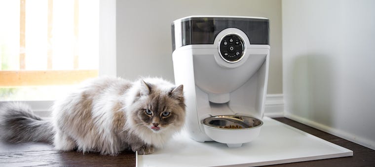 Is Your Cat Overeating? Try an Automatic Cat Feeder