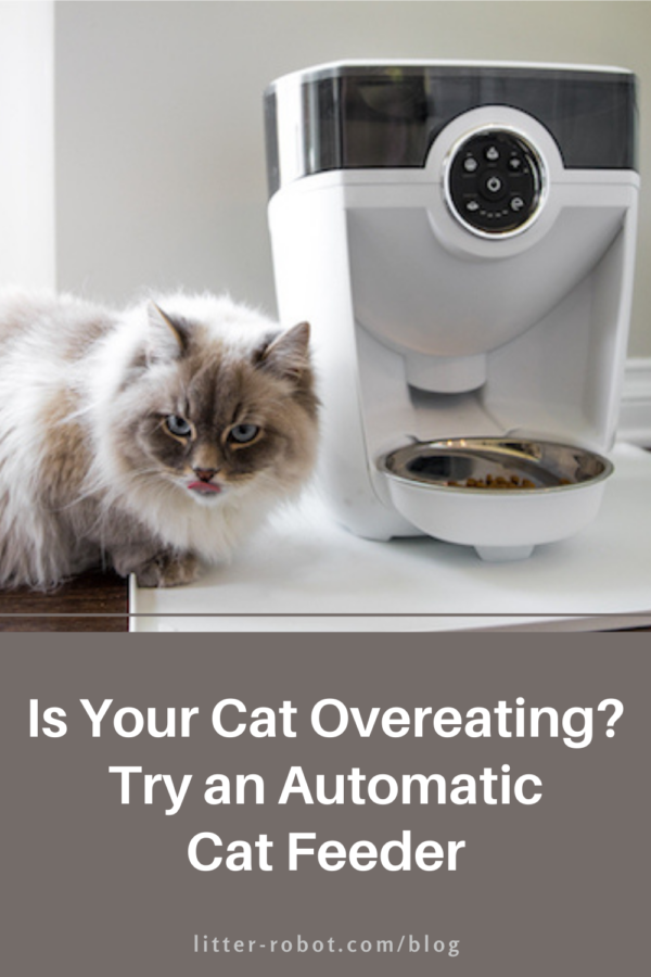 white Siberian cat next to automatic cat feeder - is your cat overeating?