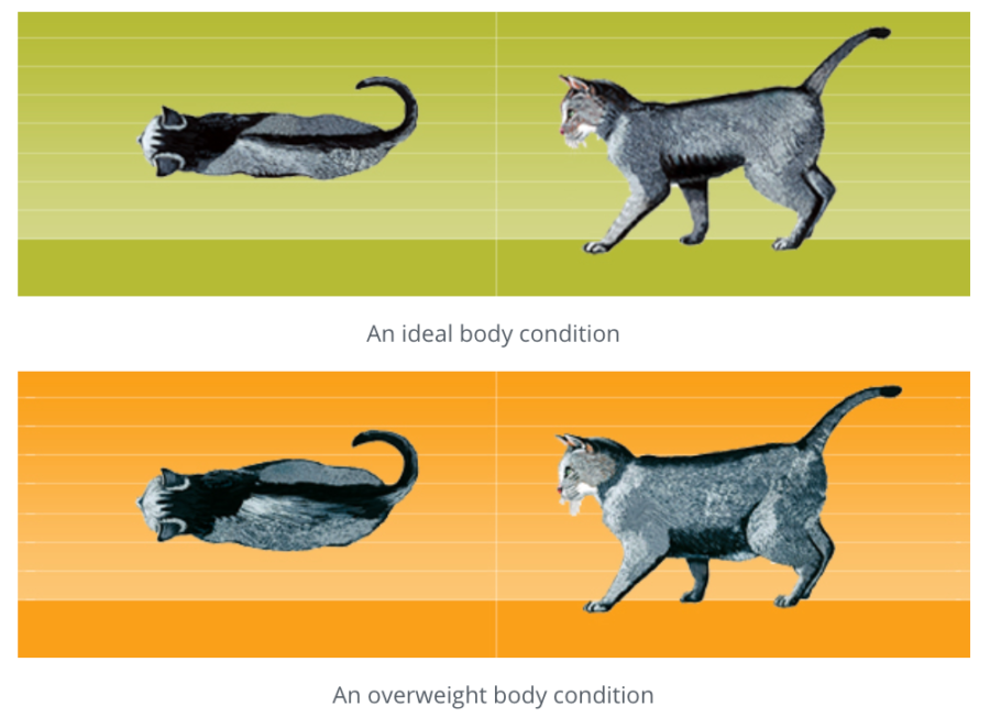 Purina Body Condition Score showing ideal cat body condition and overweight cat body condition - is your cat overeating?