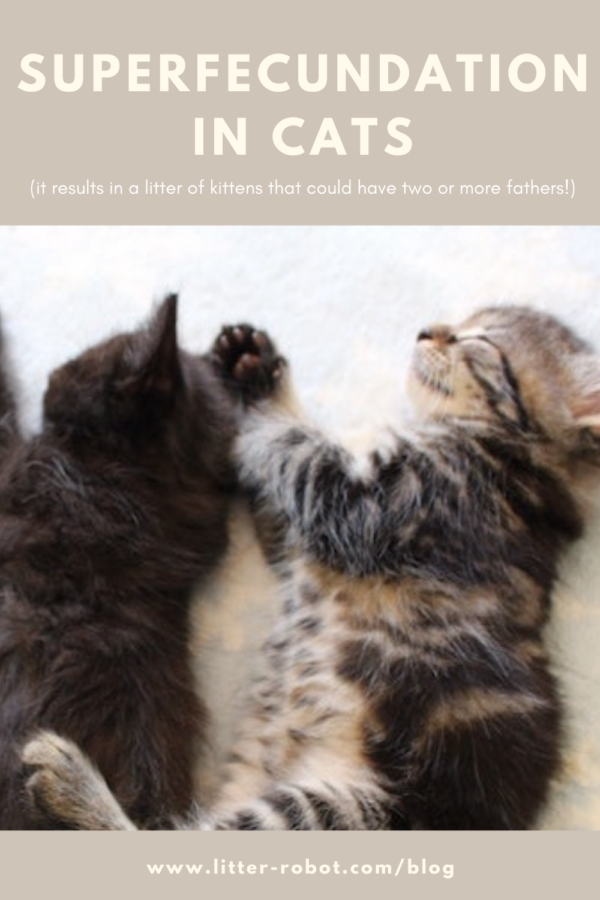 black kitten and brown tabby kitten sleeping next to each other - superfecundation in cats
