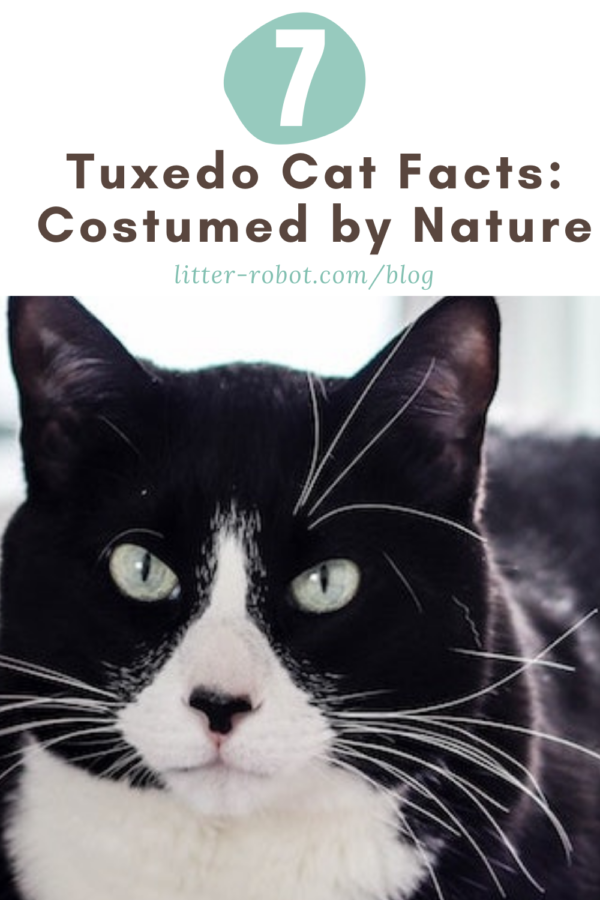 tuxedo cat facts