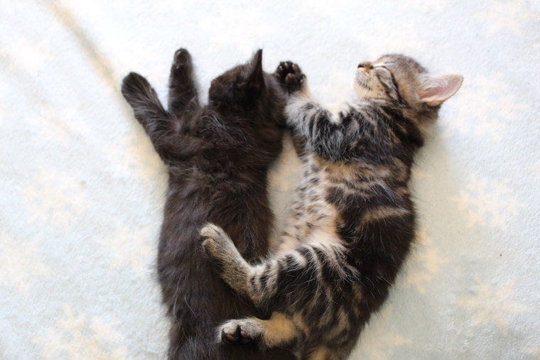 black kitten and brown tabby kitten sleeping next to each other - cat litters with multiple fathers
