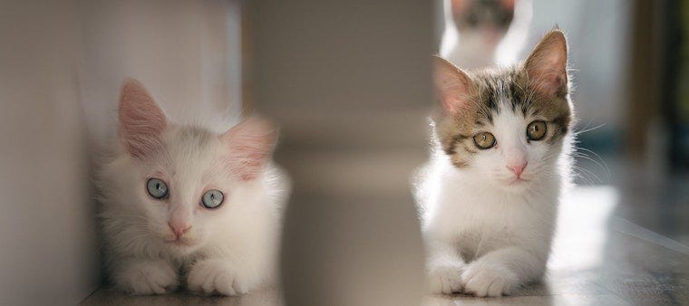 white kitten and tabby bicolor kitten