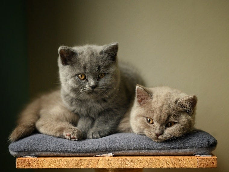 two british shorthair kittens on a pillow - can cats have twins