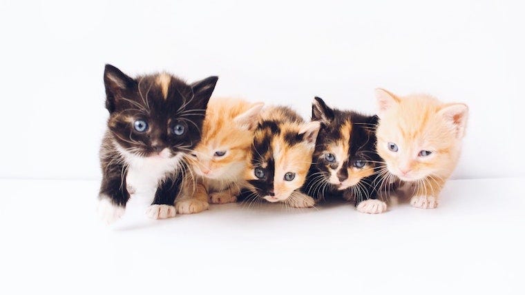 orange, black, and calico kittens in a row - superfecundation in cats