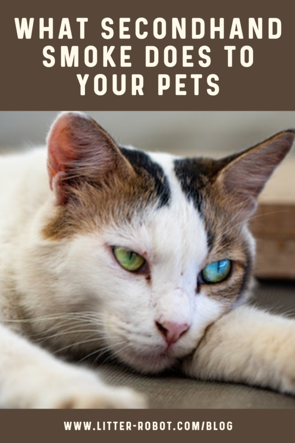 tired calico cat with one green eye and one blue eye - what secondhand smoke and thirdhand smoke does to your pets