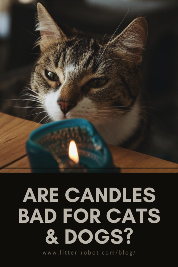 brown tabby cat sniffing a candle - are candles bad for cats and dogs?