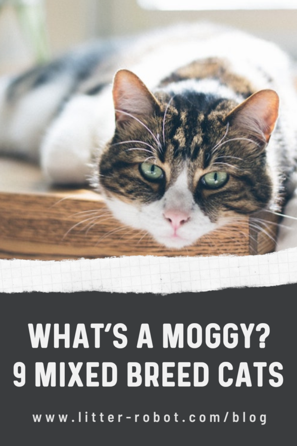 brown and white tabby cat - what's a moggy? 9 mixed breed cats