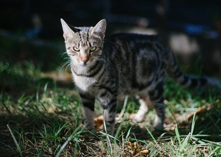 American Shorthair mixed breed cat