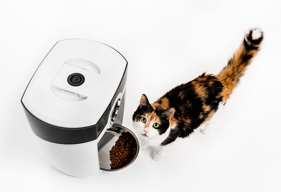 Calico cat looking up from a white automatic cat feeder Feeder-Robot with kibble - why do cats try to bury their food?