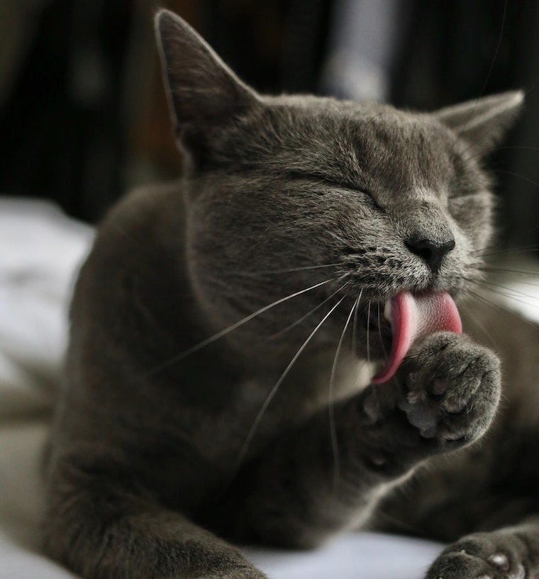 Grey cat licking its paw - what secondhand smoke and thirdhand smoke does to pets