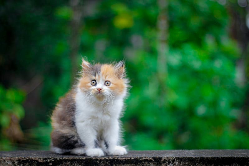 Persian mixed breed cat