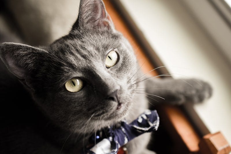 Russian Blue mixed breed cat