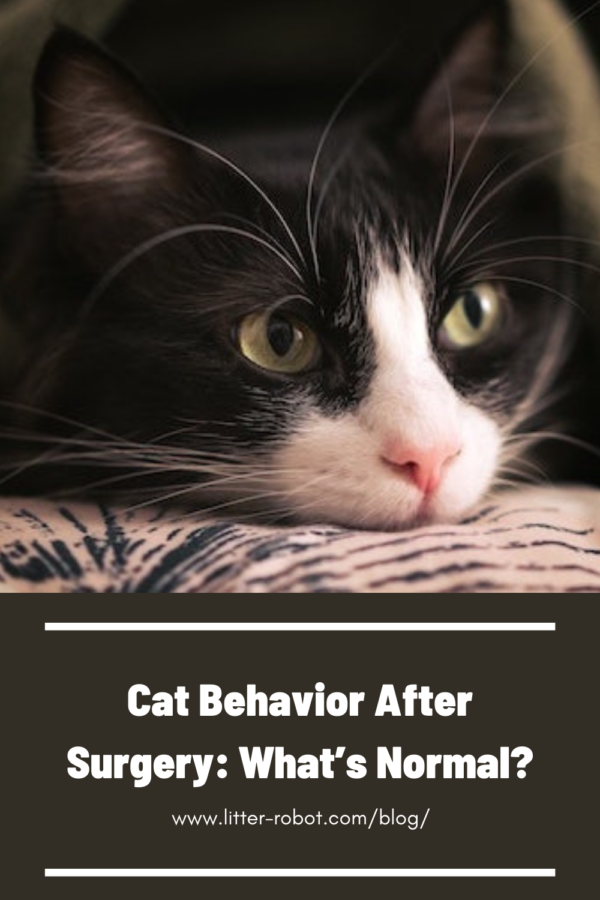 Tuxedo cat face - cat behavior after surgery: what's normal?