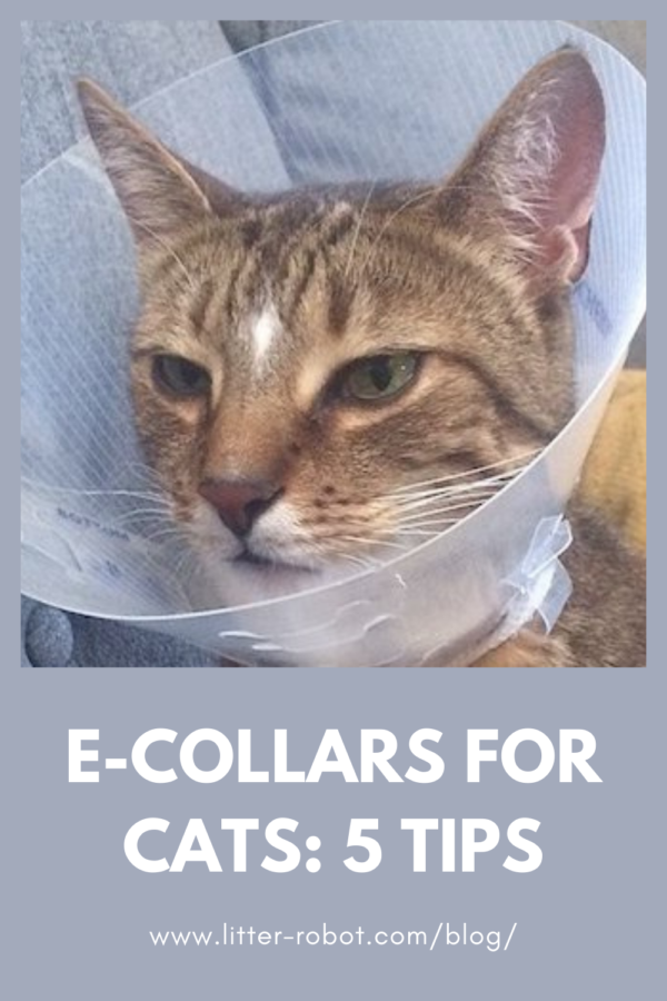 Brown tabby cat in a cat e-collar - e-collars for cats: 5 tips