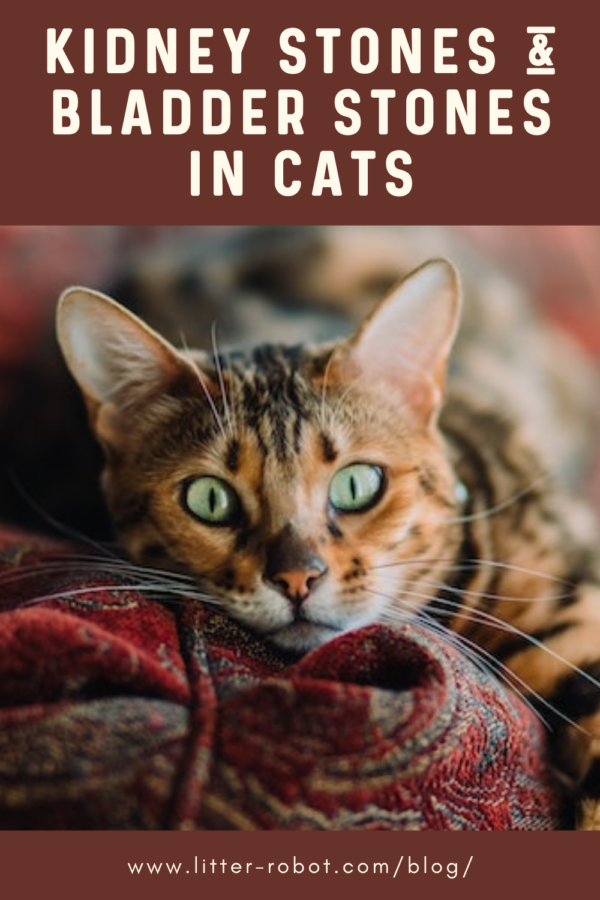 Bengal cat with green eyes lying on a red-patterned couch - kidney stones in cats and bladder stones in cats