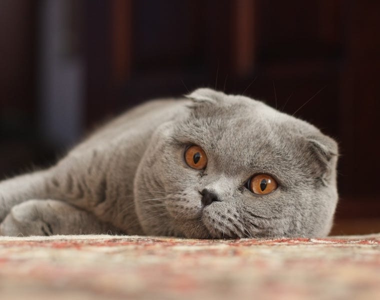 Scottish Fold - cat breeds that originated in cold climates