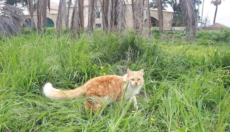 Aphrodite cat in grass - cat breeds that originated in cold climates