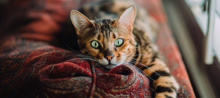 Bengal cat lying on multi-colored couch cushion