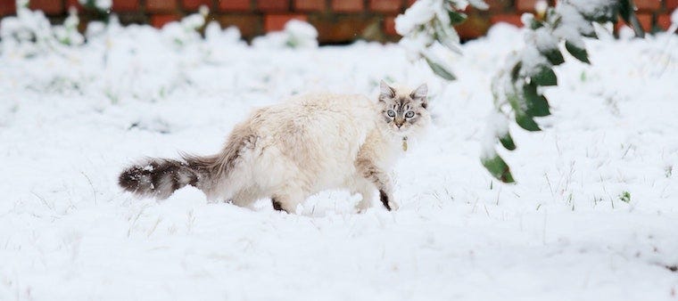 10 Cat Breeds That Originated In Cold Climates