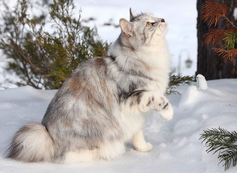 Kurilian Bobtail cat in snow - cat breeds that originated in cold climates