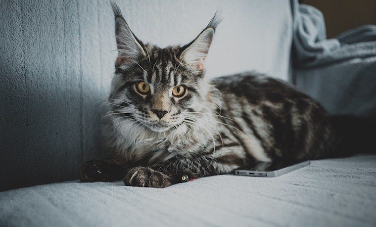 Maine Coon cat on couch - cat breeds that originated in cold climates