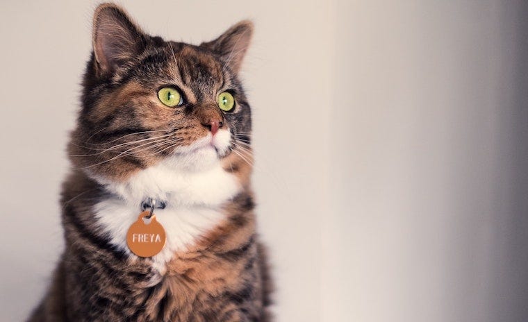 Norwegian Forest Cat with Freya collar tag - cat breeds that originated in cold climates