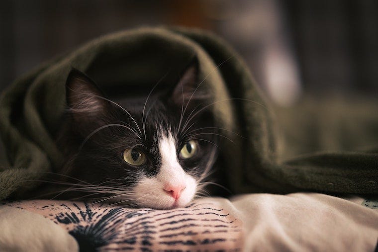 Tuxedo cat hiding under a blanket - cat behavior after surgery