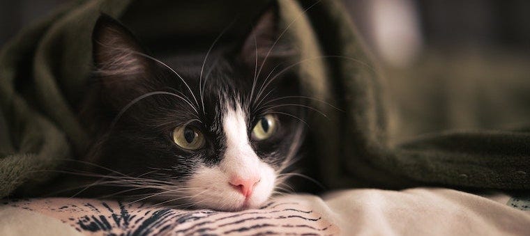 Cat Behavior After Surgery: What’s Normal?