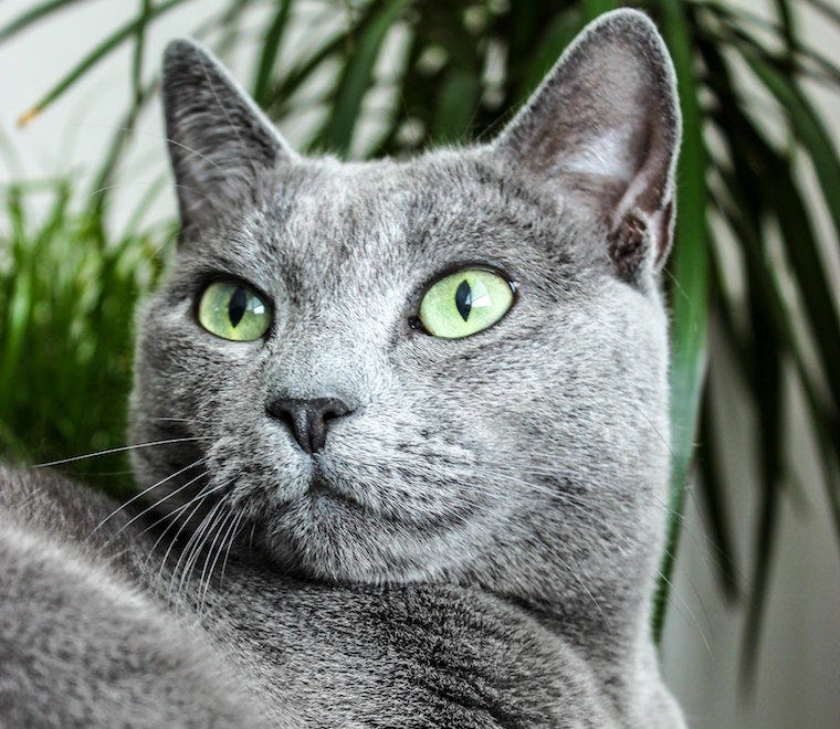 Russian Blue in front of houseplant - cat breeds that originated in cold climates