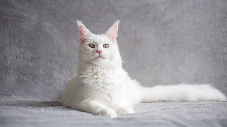 Turkish Angora - cat breeds that originated in cold climates