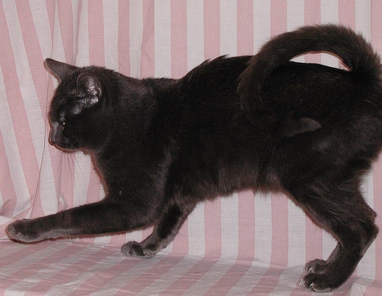 American Ringtail cat - unique cat tails