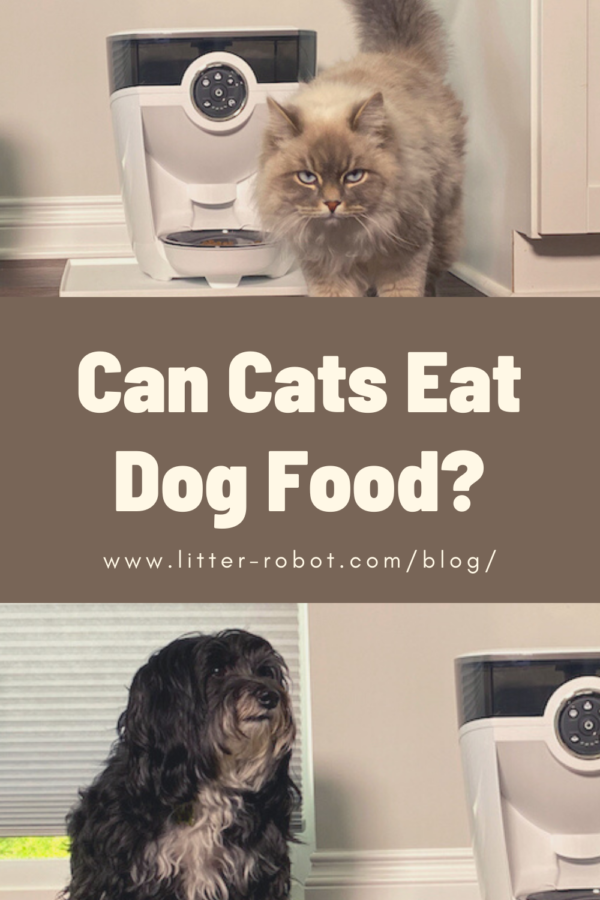 Havipoo dog and Siberian cat with a white Feeder-Robot automatic pet feeder - can cats eat dog food? and cat dogs eat cat food?