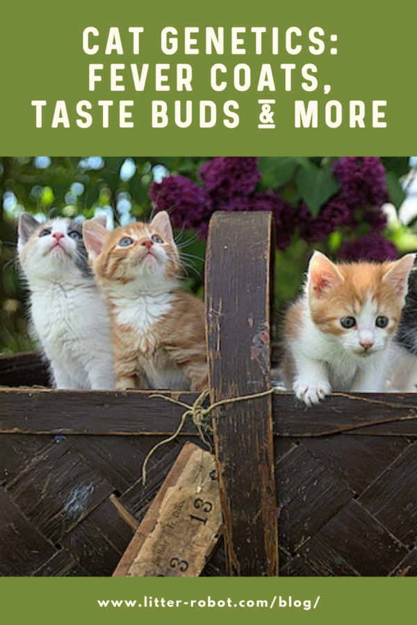 Orange, white, and grey kittens in a basket outside - cat genetics: fever coats, taste buds, and more
