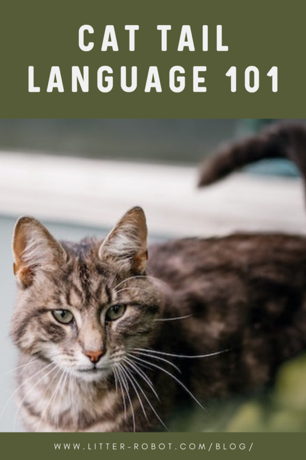 brown tabby cat with tail crooked forward - cat tail language 101