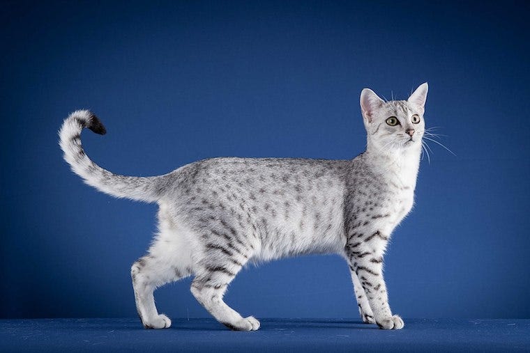 Egyptian Mau cat - cats with striped tails